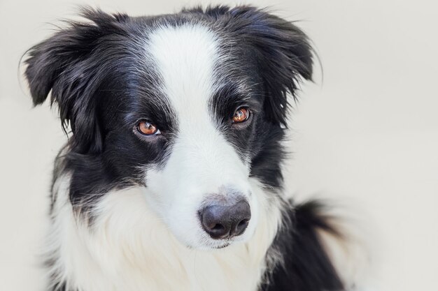 Portrait en studio drôle de mignon chiot souriant border collie isolé sur fond blanc. Nouveau membre adorable de la famille petit chien regardant et attendant la récompense. Concept de soins pour animaux et animaux.