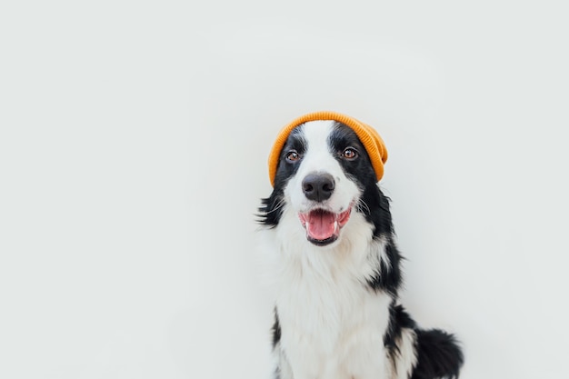 Portrait en studio drôle de mignon chiot souriant border collie portant des vêtements tricotés chauds chapeau jaune isolé sur fond blanc. Portrait d'hiver ou d'automne du nouveau membre adorable du petit chien de la famille.