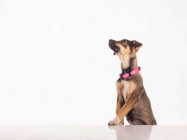 Portrait en studio du chien sur fond blanc