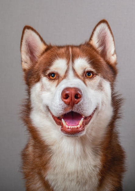 Portrait en studio sur le fond gris de la vue de face du chien husky rouge