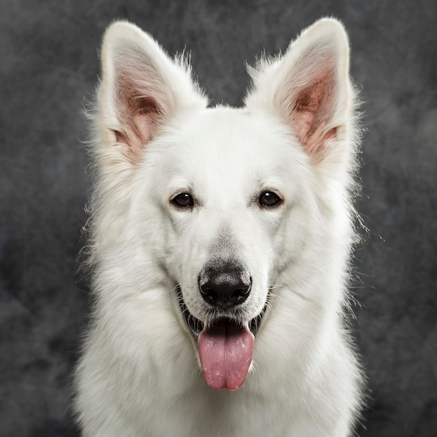 Photo portrait en studio d'un joli chien de berger suisse blanc sur fond neutre