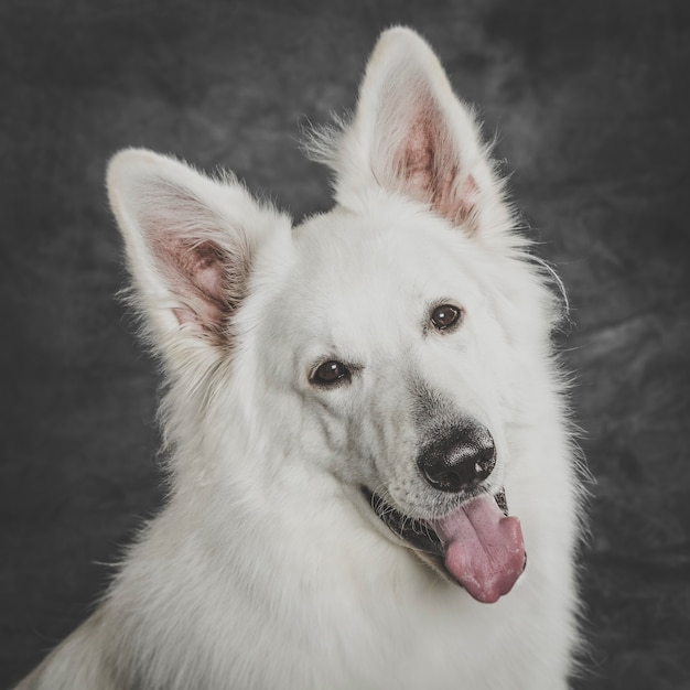 Portrait en studio d'un joli chien de berger suisse blanc sur fond neutre