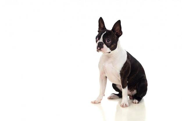 Photo portrait en studio d'un mignon boston terrier