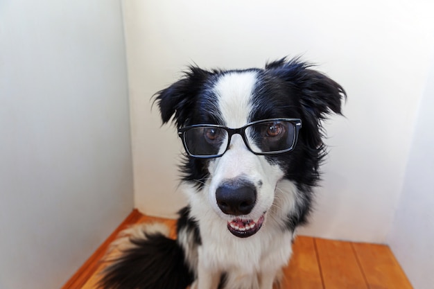 Portrait en studio de sourire chiot chien border collie à lunettes sur mur blanc à la maison. Petit chien regardant dans des verres à l'intérieur. Retour à l'école. Style de nerd cool. Concept de vie animaux animaux drôles.