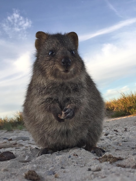 Photo portrait de suricate sur le champ contre le ciel