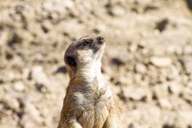 Portrait de suricate (Suricata suricatta)