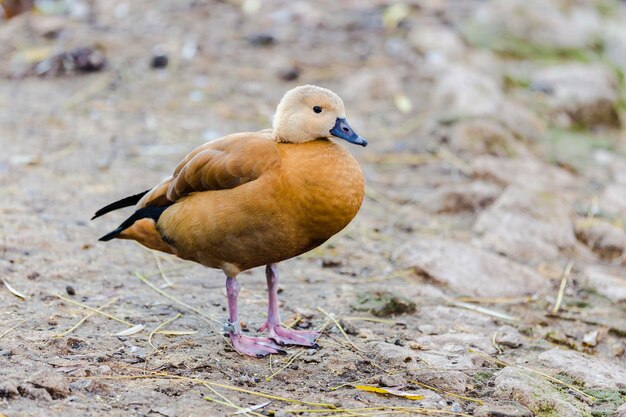 Portrait de Tadorna ferruginea