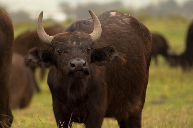 Portrait d'un taureau debout sur le champ