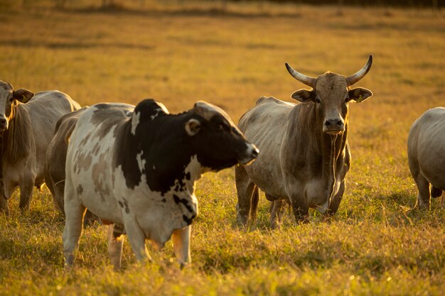 Portrait de taureau et de vaches dans les pâturages au coucher du soleil