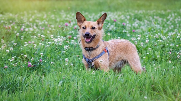 Portrait d'un terrier sur un pré vert avec des fleurs.