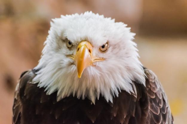 portrait tête d'aigle à tête blanche