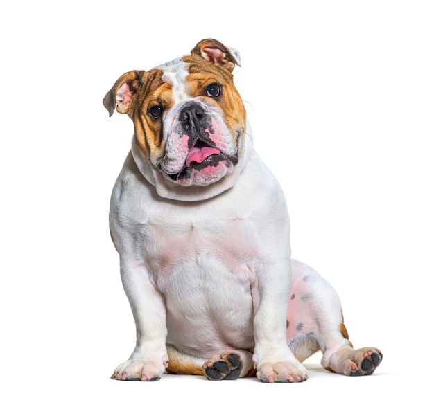 Portrait de tête de bulldog brun et blanc devant un fond blanc