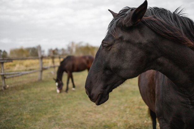 Portrait de tête de cheval noir En arrière-plan, une jument rouge se tient sur le terrain