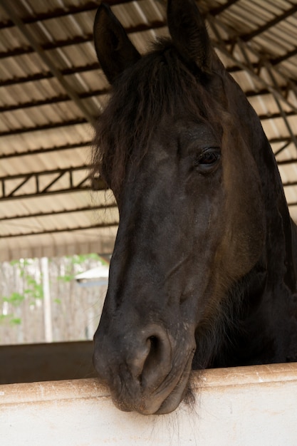 Portrait de tête de cheval noir dans une écurie