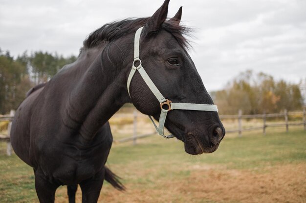 Portrait d'une tête de cheval noir sur un fond de forêt verte