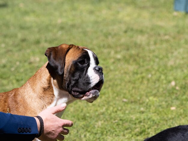 Portrait de tête d'un chien boxer de race pure tenu par son propriétaire une exposition canine