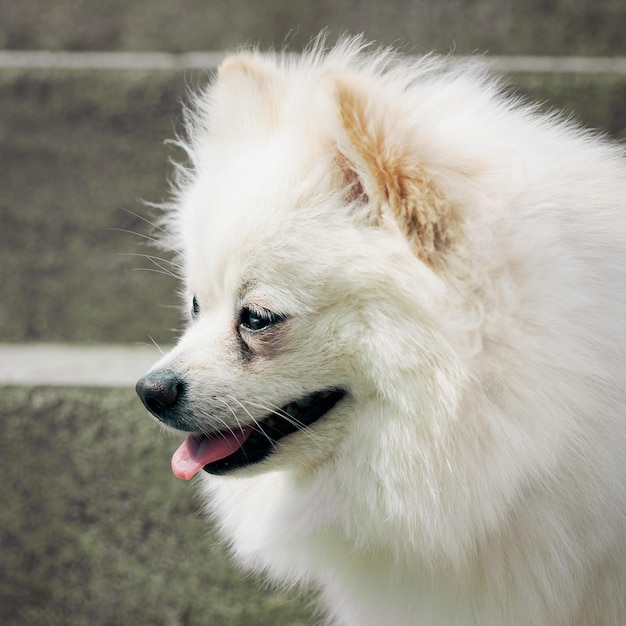 Portrait d'une tête de chien poméranien beige de profil