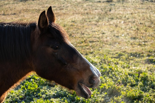 Portrait de la tête et du cou d'un cheval