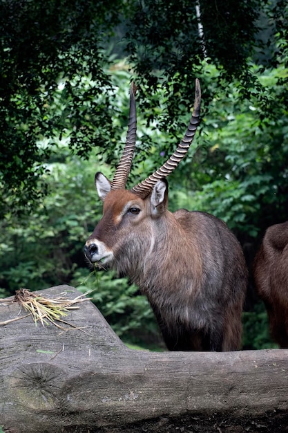 Portrait de tête d'un impala mâle