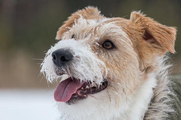 Portrait de la tête d'un Jack Russell Terrier dans un bonnet vert avec oreillettes Chien neige dans la forêt en hiver Arrière-plan pour l'inscription