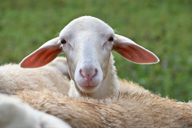 Portrait de tête de jeune mouton (agneau)