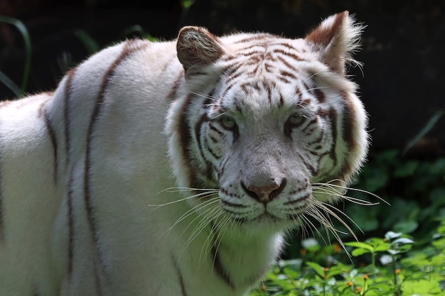 Portrait de tigre blanc