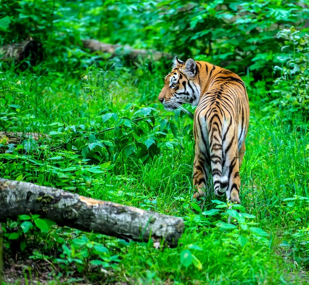 Portrait d'un tigre dans l'habitat sauvage