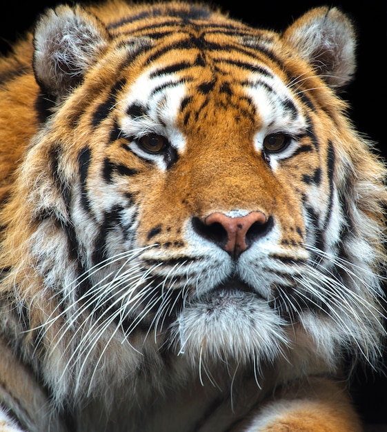 Portrait d'un tigre dans l'habitat sauvage