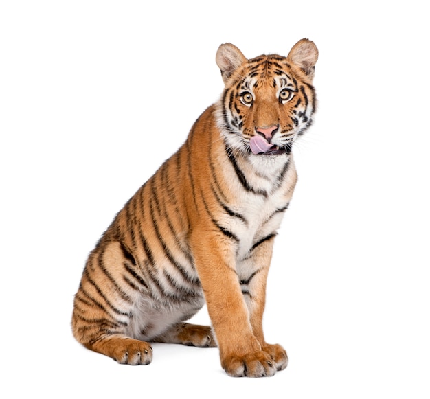 Portrait de tigre du Bengale, Panthera tigris tigris, assis