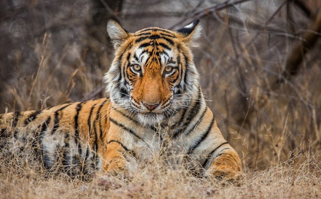 Portrait d'un tigre du Bengale. Parc national de Ranthambore. Inde.