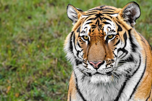 Portrait de tigre gros plan vue latérale sur le fond de la nature