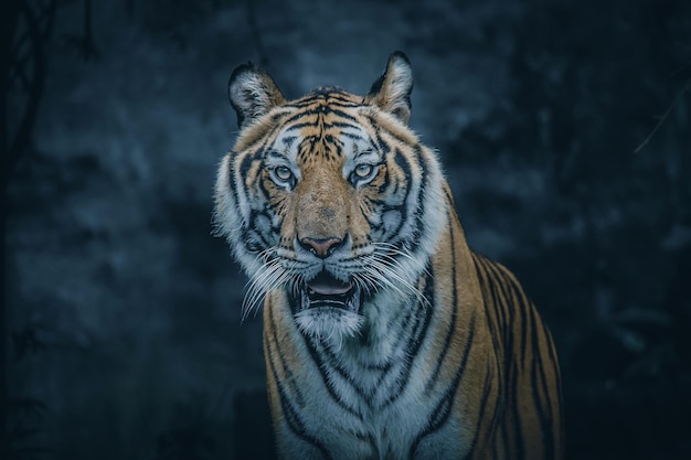Portrait de tigre en gros plan