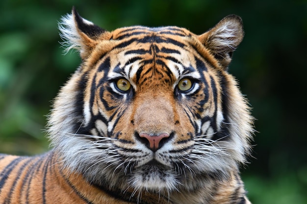 Portrait de tigre en gros plan