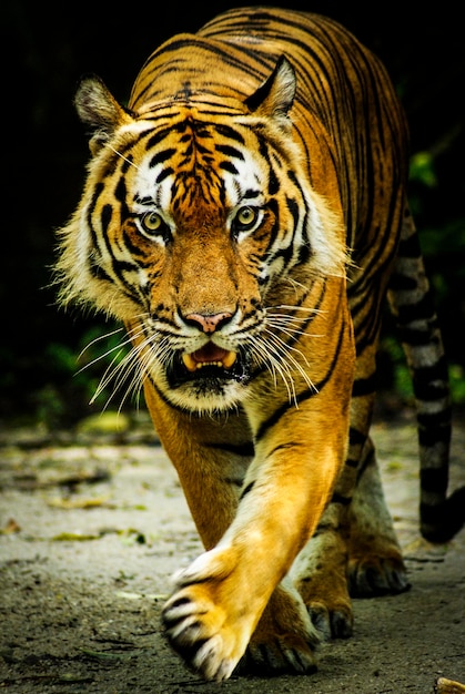Portrait d'un tigre marchant sur le champ