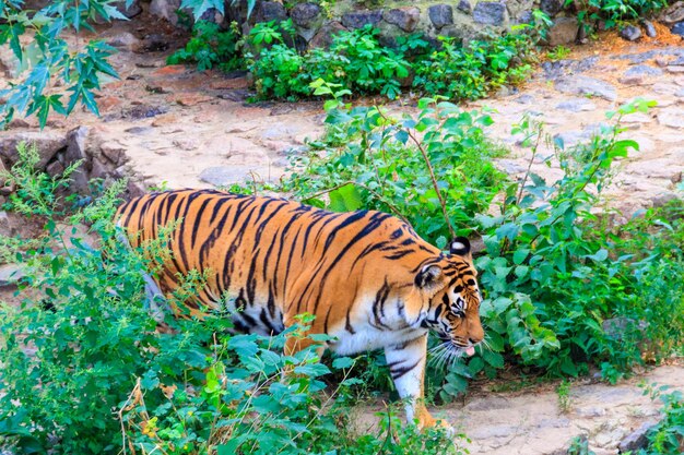 Portrait d'un tigre Panthera tigris