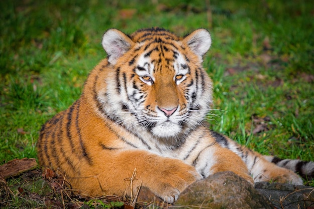 Portrait d'un tigre royal du Bengale en alerte et regardant fixement l'appareil photo