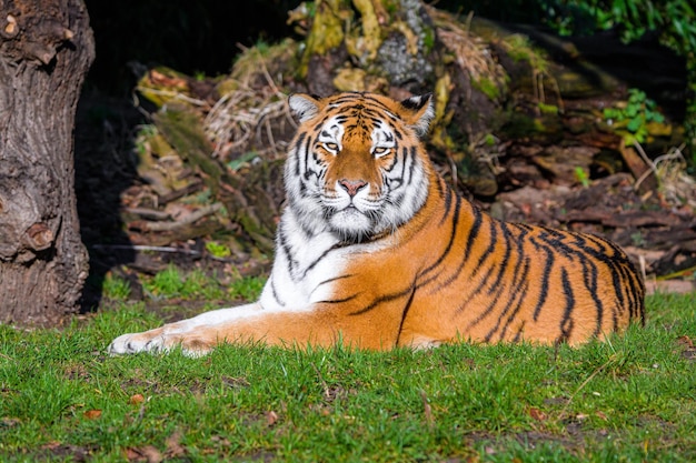 Portrait d'un tigre royal du Bengale en alerte et regardant fixement l'appareil photo