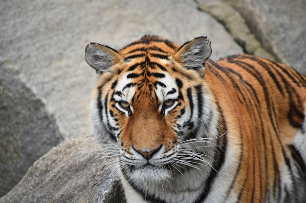 Portrait de tigre de Sibérie à la recherche