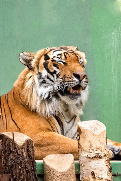 Portrait de tigre de Sibérie souriant