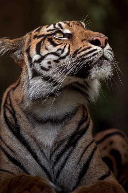 Photo portrait de tigre de sumatra