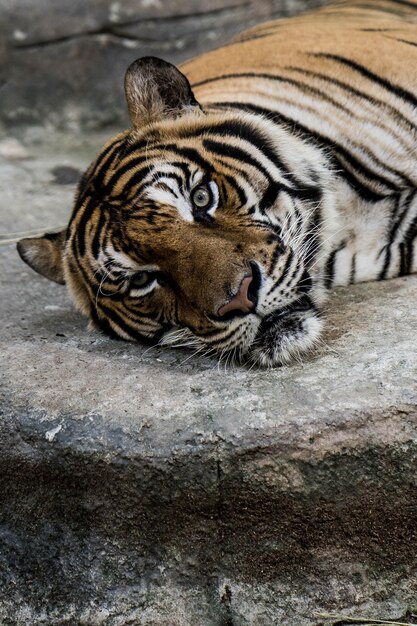 Photo portrait d'un tigre