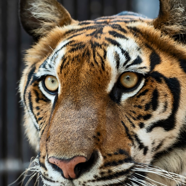 Portrait de tigre