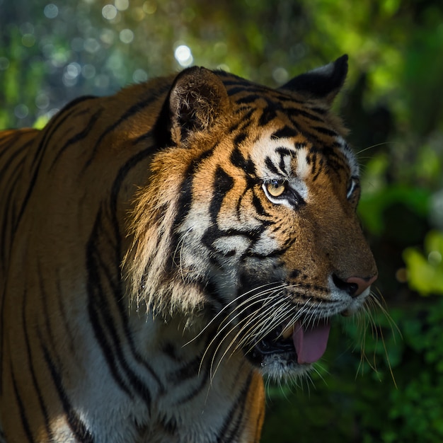 Portrait de tigre