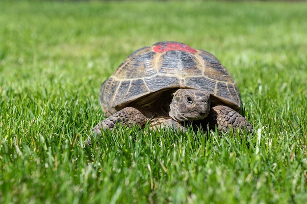 Portrait d'une tortue domestique marchant sur la pelouse dans la rue Marque rouge sur l'armure