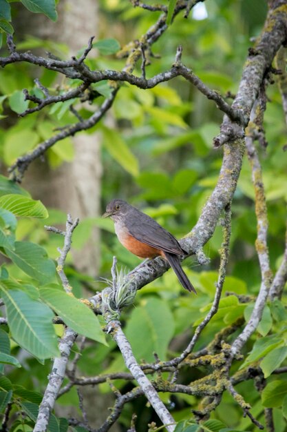 Photo portrait de la tortue rouge turdus rufiventris