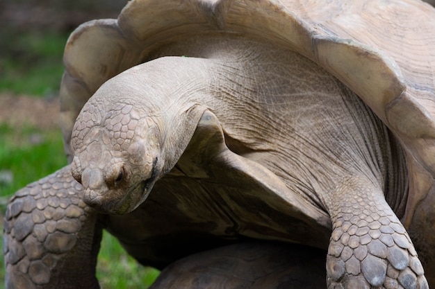 Portrait de tortue tortue des Galapagos femelle