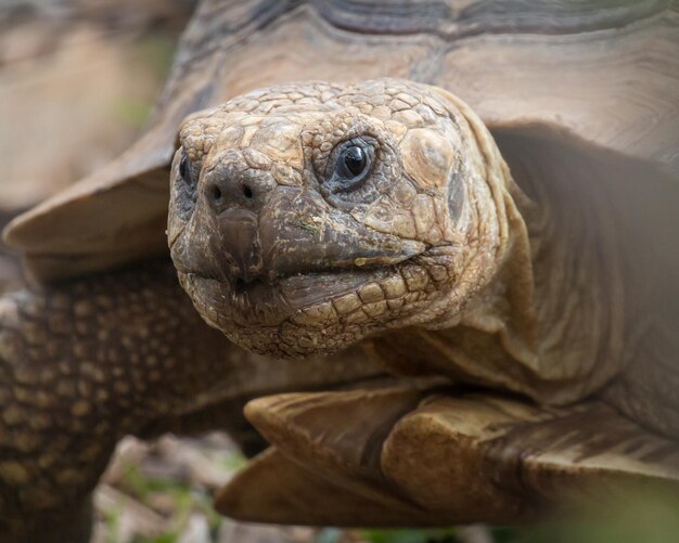 Portrait d'une tortue