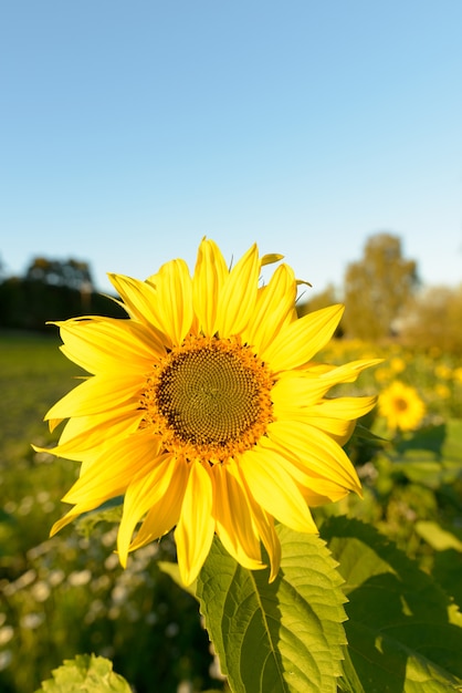 Portrait de tournesol en fleurs contre de beaux paysages de champs dans la nature