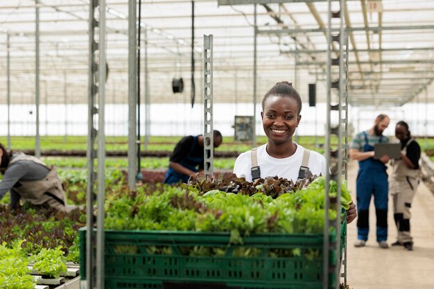 Portrait d'un travailleur de serre afro-américain poussant un rack de caisses avec différents types de laitue pour la livraison. Femme déplaçant la récolte pendant que les ingénieurs utilisent un ordinateur portable pour contrôler le système hydroponique.