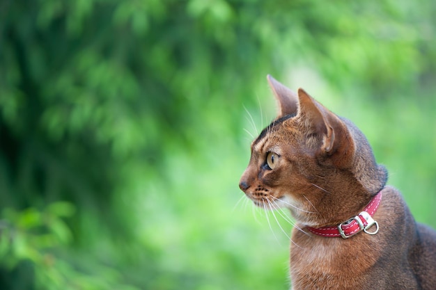 Portrait d'un très beau chat abyssin dans la nature. Espace pour le texte